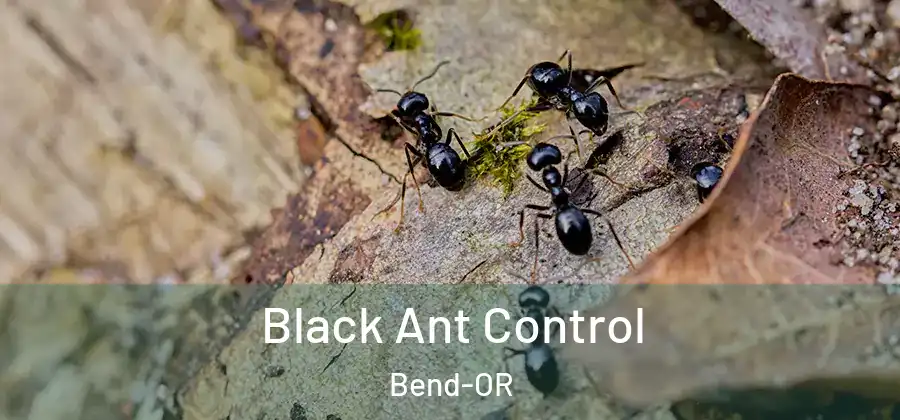 Black Ant Control Bend-OR
