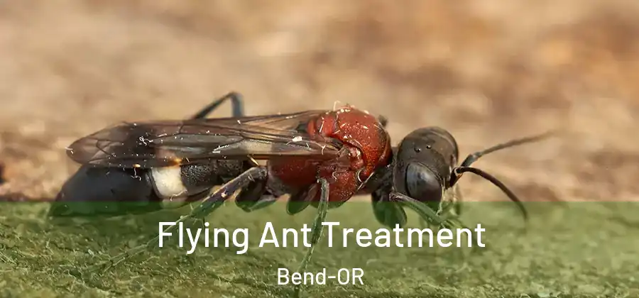  Flying Ant Treatment Bend-OR