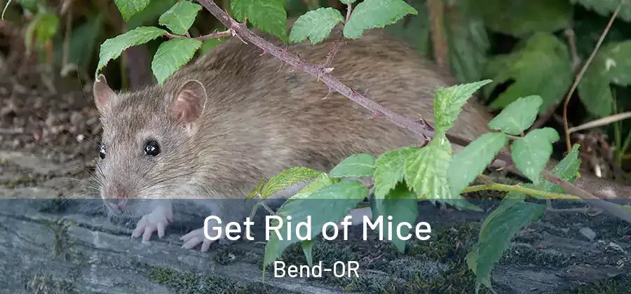 Get Rid of Mice Bend-OR