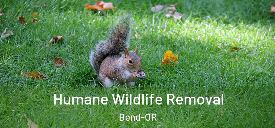  Humane Wildlife Removal Bend-OR