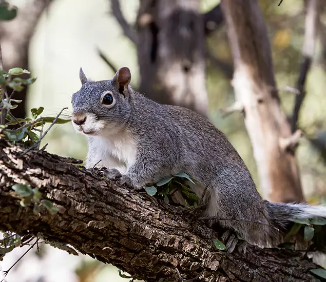 Your Trusted Squirrel Removal Company in Bend, OR