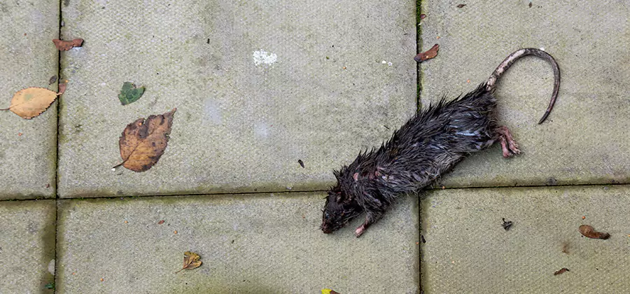 Mice in the Attic Removal in Bend
