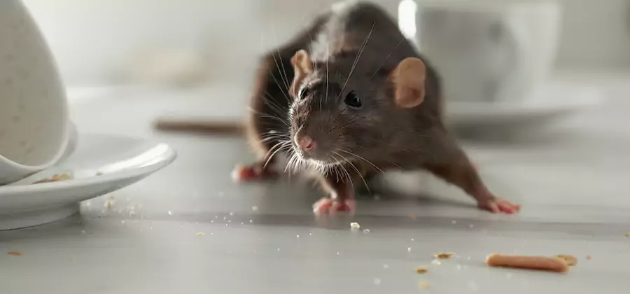 Rodent Feces Removal in Bend