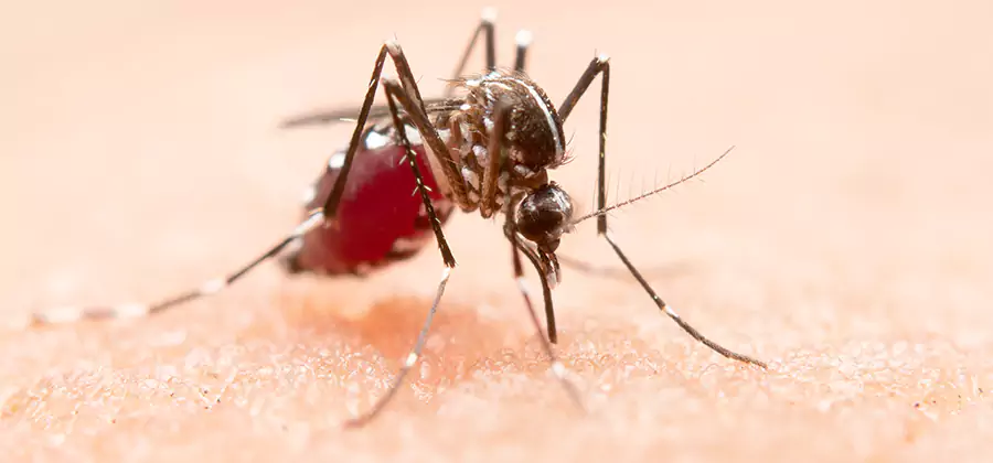 Indoor Mosquito Killer and Interior Control in Bend