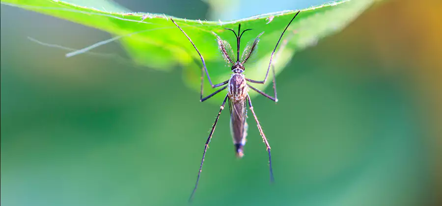 Home Defense Insect Killer in Bend