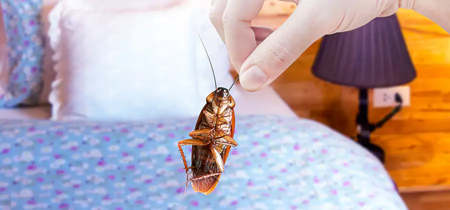 Bed Bug Inspection in Bend