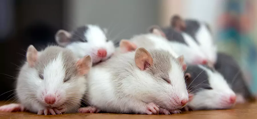 Rat Infestation Exclusion Service in Bend