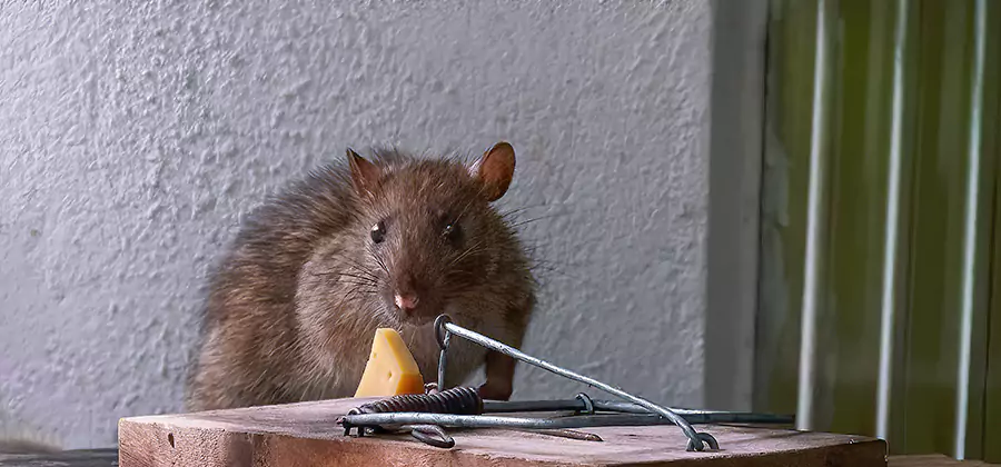 Roof Rat Proofing Service in Bend