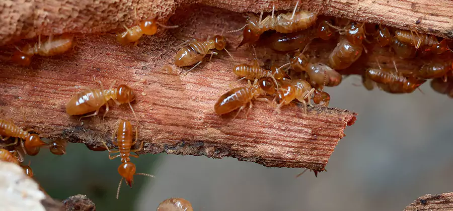 Wood Preservation Termite Treatment in Bend