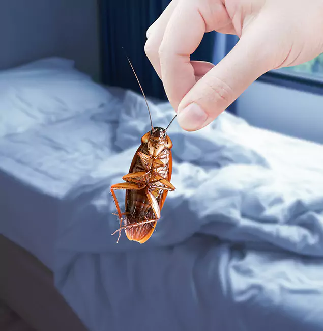 Why Choose Bend Pest Control Pro for Bed Bug Extermination in Bend, OR?