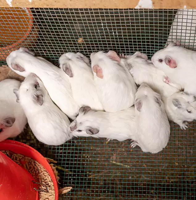 Why Choose Bend Pest Control Pro for Rat Infestation in Bend, OR?