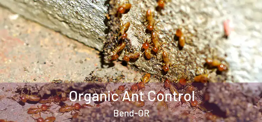  Organic Ant Control Bend-OR