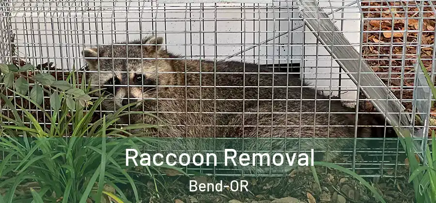  Raccoon Removal Bend-OR