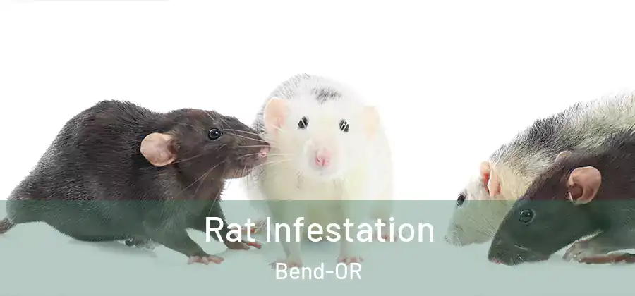  Rat Infestation Bend-OR