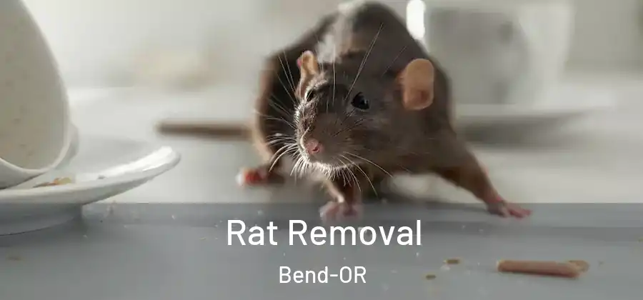  Rat Removal Bend-OR