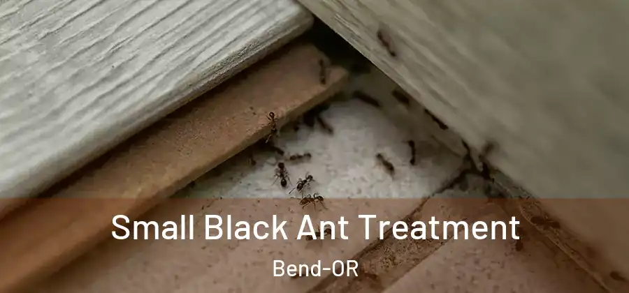  Small Black Ant Treatment Bend-OR