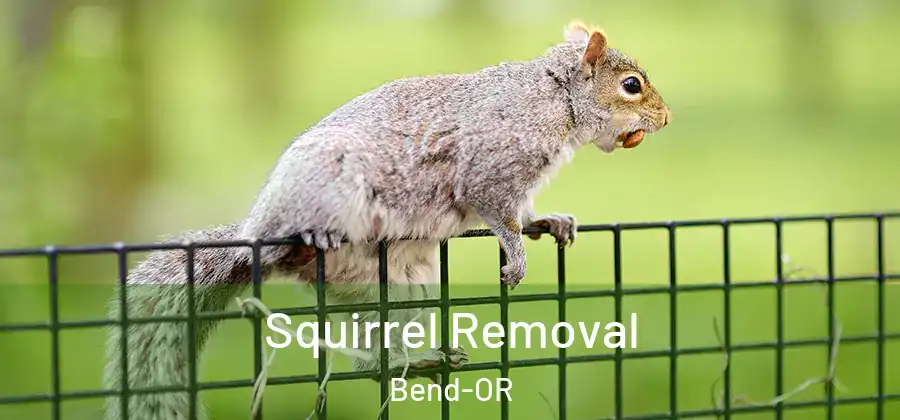  Squirrel Removal Bend-OR